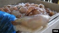 Ubur-ubur Georgia ini dikeringkan, diawetkan, kemudian diekspor ke negara-negara Asia (foto: dok).