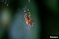 FILE - A spider sits in her web. Researchers from England think spiders might be sensing and using electrostatic fields to become airborne.