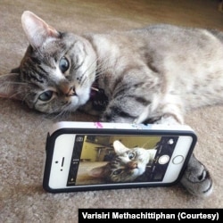 Nala, the most famous cat on the internet, with more than 4 million followers on Instagram.