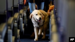 FILE - A service dog strolls through the isle inside a United Airlines plane at Newark Liberty International Airport in Newark, N.J., April 1, 2017.