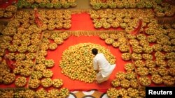 Food of the Gods. A Hindu priest arranges mangoes to be offered to Hindu God Lord Krishna inside a temple during a mango festival in India. THAT is how important mangoes are.