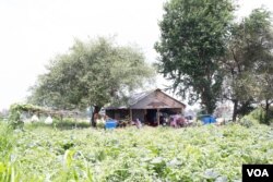 តៀម​ក្នុង​ចម្ការ​របស់​លោក ចន ឃុន កសិករ​ដាំ​បន្លែ​តាម​ដងទន្លេ​មេគង្គ​នៅ​សង្កាត់​កោះដាច់ រាជធានី​ភ្នំពេញ​កាលពី​ថ្ងៃទី ១៣ ខែកក្កដា ឆ្នាំ២០១៩។ (ទុំ ម្លិះ/VOA)