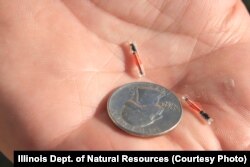 The transponders scientists use to track the released gars are just a little bigger than a grain of rice.