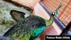 Merak hijau hasil sitaan kasus perdagangan satwa liar dititipkan di kandang karantina Maharani Zoo, Lamongan, Jawa Timur, Kamis, 14 Maret 2019. (Foto: Petrus Riski/VOA)