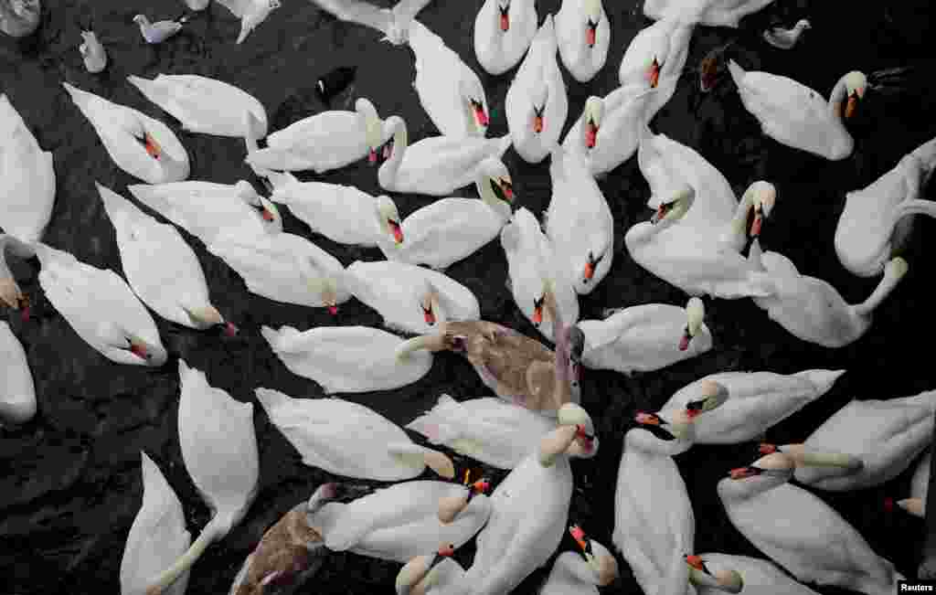 瑞士苏黎世的苏黎世湖上，天鹅（Swan）聚集（2018年12月10日）。