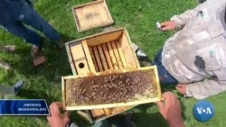 Sobiq ko'mirchilar endi asalarichi