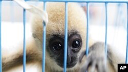 A three-month-old white-cheeked gibbon looks from inside a cage after Thai police arrested a citizen of the United Arab Emirates at Suvarnabhumi airport in Bangkok, May 13, 2011.