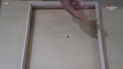 Սարդարվեստ. հայ նկարչի սարդոստայնային ստեղծագործությունները