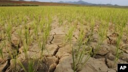 지난 2012년 6월 북한 황해북도 황주군 룡천리에서 가뭄으로 논 바닥이 갈라져있다. (자료사진)