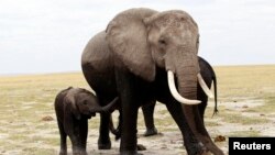 Des éléphants dans le parc national d’Amboseli, au Kenya, 9 octobre 213.
