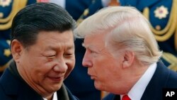 도널드 트럼프 미국 대통령(오른쪽)과 시진핑 중국 국가주석이 지난해 11월 베이징 인민대회당 환영식에서 얼굴을 맞대고 대화를 나누고 있다. 