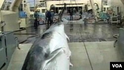 Seekor ikan paus ditarik memasuki kapal (foto: dokumentasi).