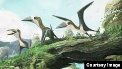 Artist's impression of Hornby Azhdarchoid (Mark Witton, University of Southampton)