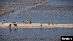 سندھ میں بارشوں اور سیلاب سے متاثرہ زرعی زمین (فائل فوٹو)