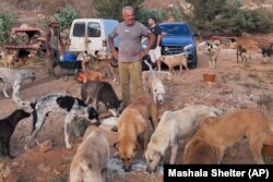 In this photo provided by Mashala Shelter, Hussein Hamza feeds dogs at his animal shelter in Kfour, south Lebanon in 2024. (Mashala Shelter via AP)