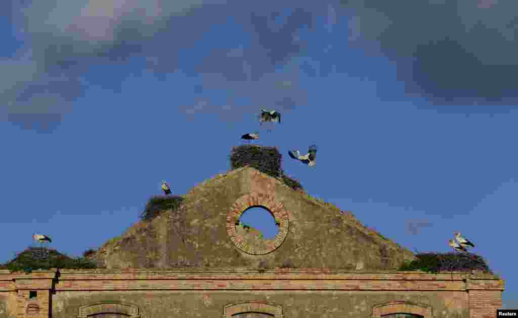 Sekelompok bangau terlihat di sebuah pabrik gula dekat Jerez de la Frontera, Spanyol Selatan.