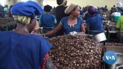 Le Bénin veut transformer localement ses noix de cajou