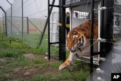 Itza, one of 17 rescued tigers and lions from Guatemala circuses, is released at the Animal Defenders International Wildlife Sanctuary in Winburg, South Africa.