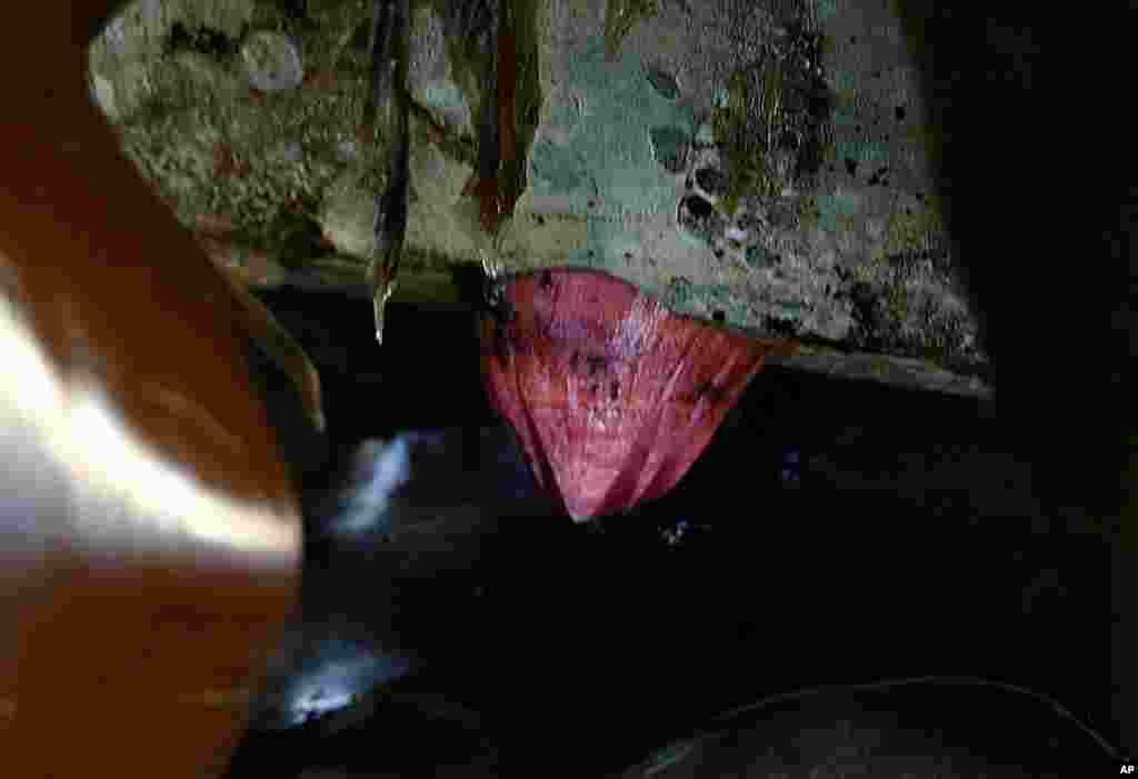 An exotic pink Japanese acorn barnacle is attached to a dock float that washed up on Agate Beach near Newport, Oregon, June 7, 2012. State authorities are considering how to dispose of the millions of marine creatures that hitchhiked across the Pacific Oc