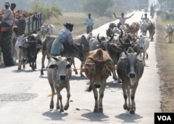Village traders taking their cows for sale at a local cattle market in West Bengal, Sep. 19, 2015. (Shaikh Azizur Rahman/VOA)