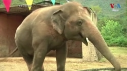 ប្រធានាធិបតី​ប៉ាគីស្ថាន ​ជួប​ដំរី​ឯកោ​មុន​បញ្ជូន​ទៅ​កម្ពុជា