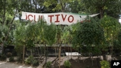 Marijuana plants grow at a makeshift camp outside of the Senate building in Mexico City, Nov. 19, 2020.
