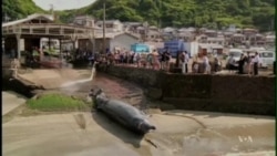 Whaling Summit Votes to Uphold Ban on Japan Whale Hunt