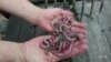 Shrinking Worm Harvest Upsets Sports Fishing Business