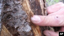 In this July 12, 2017, photo, firefighter and public information officer Ben Brack shows sawdust-like material left behind by beetles as they destroyed a tree near Albany, Wyo.