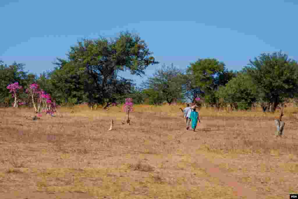 Pink desert roses stand on each side as villagers walk down a dirt track. The only to be found in the whole landscape. Beautiful but incredibly poissonas. (Adam Bailes/VOA News)