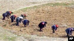 북한 평안북도의 논에서 일하는 여성들. (자료사진)
