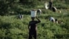 FILE - Wakulima wakilima vitunguu katika eneo lililotengwa kwa kilimo karibu na Kimana Sanctuary huko Kimana, Kenya, Machi 2, 2021.
