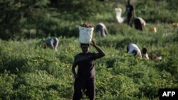 FILE - Wakulima wakilima vitunguu katika eneo lililotengwa kwa kilimo karibu na Kimana Sanctuary huko Kimana, Kenya, Machi 2, 2021.