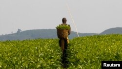 FILE - A worker is seen at a tea plantation near Kasese town, some 500 km west of Uganda's capital, Kampala.