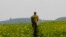 FILE - A worker is seen at a tea plantation near Kasese town, some 500 km west of Uganda capital, Kampala.