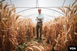 Ali Shehadeh, a scientist at ICARDA, in shown in one of the greenhouses at the International Center for Agricultural Research in the Dry Areas, or ICARDA, site in Lebanon's Bekaa Valley. (J.Owens/VOA)