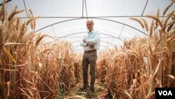 Ali Shehadeh, a scientist at ICARDA, in shown in one of the greenhouses at the International Center for Agricultural Research in the Dry Areas, or ICARDA, site in Lebanon's Bekaa Valley. (J.Owens/VOA)