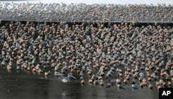 River gulls stand on a frozen section of the Sava river in Belgrade, Serbia, Saturday, Jan. 7, 2017. Blizzards swept parts of Europe on Friday, causing at least nine deaths, closing roads and resulting in traffic accidents, travel delays and medical evacu