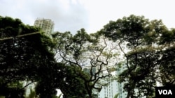 Trees line a highway in Singapore. (VOA News)