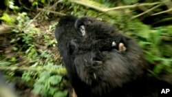Un gorille et son bébé dans le parc congolais, le 25 novembre 2008.