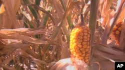 One of the driest Texas summers ever took a toll on the region's crops, costing farmers and ranchers more than $5 billion so far.