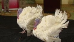 Turkey Named ‘Drumstick’ Earns Presidential Pardon