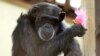 Chimps Finding a Happy Ending