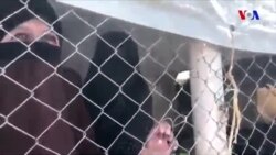 İŞİD-in azərbaycanlı gəlinləri