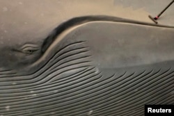 Museum worker Brittany Janaszak cleans a 94-foot-long blue whale model at the American Museum of Natural History in Manhattan, New York July 8, 2014.