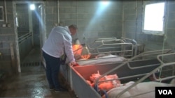 Igor Jočinac na svojoj farmi svinja u opštini Štrpce na Kosovu