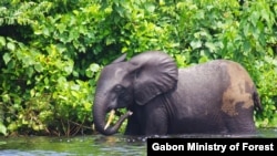 Courtesy Gabon Ministry of Forest