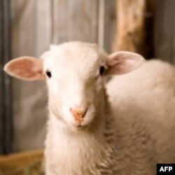 Go'sht va sutga talab, ekologiyaga tahdid oshib bormoqda