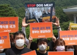 Aktivis hak-hak hewan Korea Selatan berunjuk rasa menentang budaya Korea Selatan memakan daging anjing di dekat Gedung Biru Kepresidenan Korea Selatan di Seoul, Kamis, 16 Juli 2020.