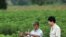 In this undated photo released by the International Center for Tropical Agriculture (IITA), scientists check at cassava plantations for signs of pests and diseases at a field in Nakhon Ratchasima province northeastern Thailand. Scientists are planning to 